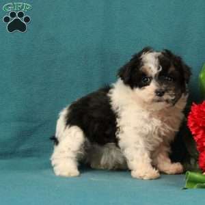 Moana, Toy Poodle Puppy